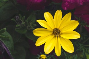 黄色单朵小花绽放