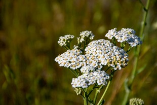 野外绽放的白色小花
