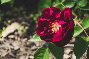 深红娇艳月季花特写