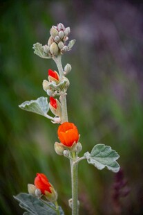 橙花绿叶植物特写
