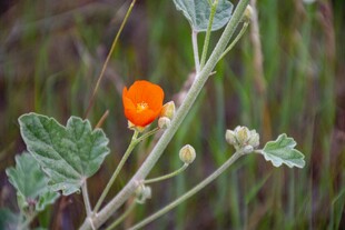 橙色小花绽放绿叶间