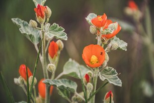 橙艳花朵绽放绿叶间