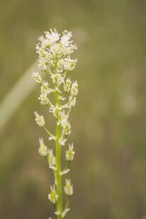 绿色花茎上的白色小花