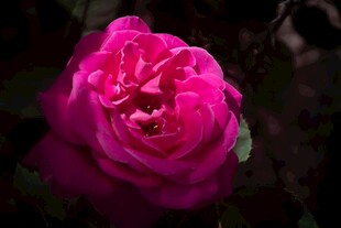 娇艳欲滴的粉色月季花