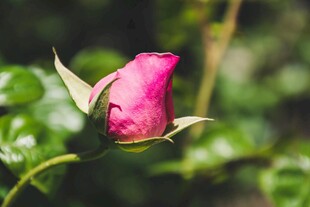 娇艳欲滴的粉色玫瑰花苞