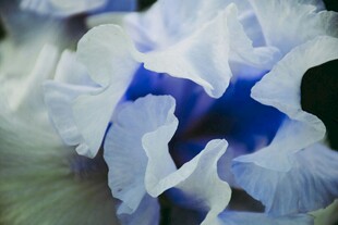 蓝白相间的优雅花朵