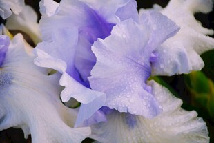 淡紫色鸢尾花特写