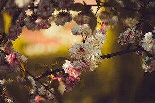 枝头绽放的粉嫩花朵