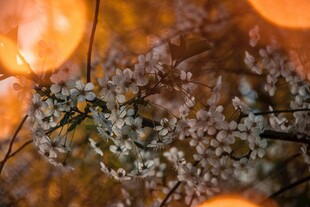 梦幻光斑中的精致小花