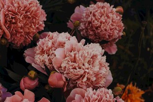 粉色娇艳牡丹花绽放