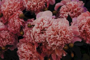 娇艳粉色牡丹花绽放