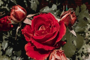 娇艳红玫瑰绽放瞬间