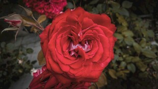 心形花瓣的娇艳红玫瑰