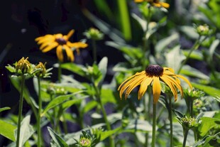 阳光下的黑心金光菊绽放