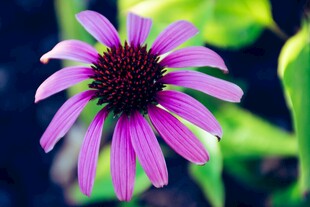 紫色美丽松果菊特写