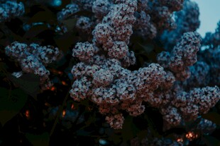 繁花满枝的美丽植物