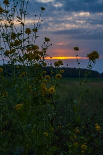 黄昏田野中的花卉美景