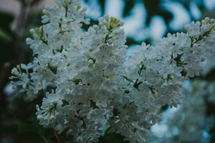 洁白繁花绽放枝头