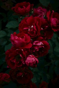 深红娇艳月季花