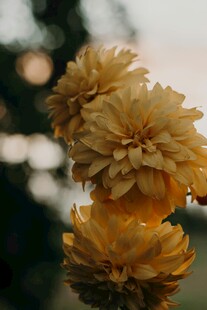 金黄大丽花绽放美丽瞬间