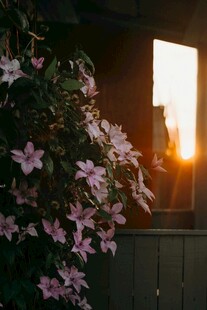 夕阳下窗边绽放的紫花