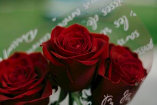 娇艳红玫瑰 浪漫的象征