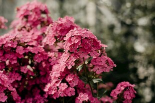 艳丽粉红花朵特写