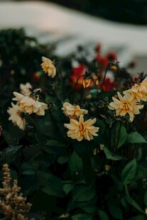 阳光下绽放的多彩花卉