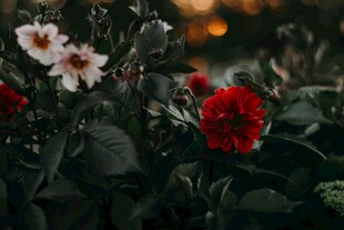 娇艳大丽花绽放于暮色中