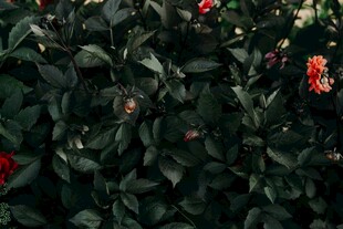 绿叶间绽放的娇艳红花