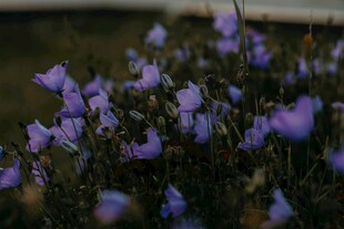 紫色小花绽放于草丛间
