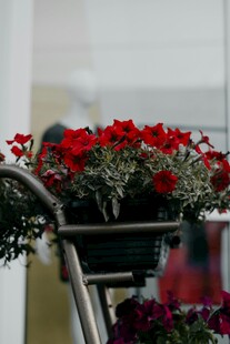 鲜艳红盆栽 装点室内美