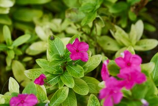 娇艳粉花点缀翠绿叶片