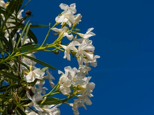 蓝天下绽放的白色花朵