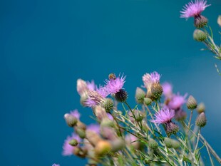 蓝天下的紫色小花