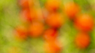 模糊的橙色果实背景图