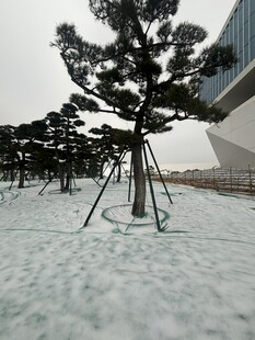 雪地中的造型松树景观