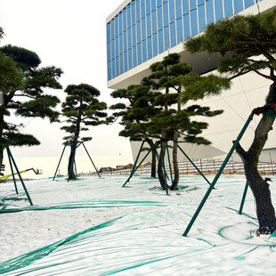 现代建筑前的造型松树景观