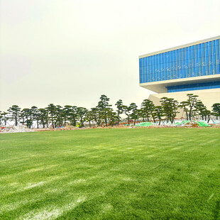 城市中的大片绿茵草地