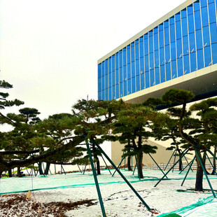 雪后蓝楼前的造型松树