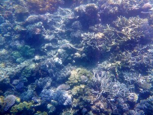 海底斑斓珊瑚景观