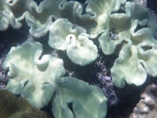 海底美丽的珊瑚群