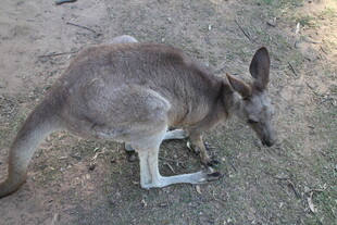 野外蹲坐的袋鼠
