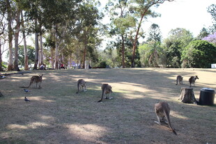 户外草地的猴子群