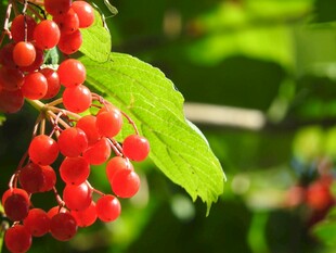 红浆果