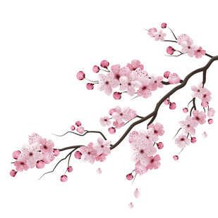 粉色樱花枝