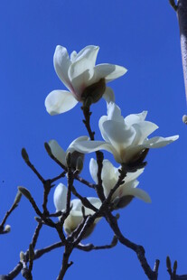 白玉兰  