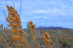 蓝天映衬下的橙色植物景观