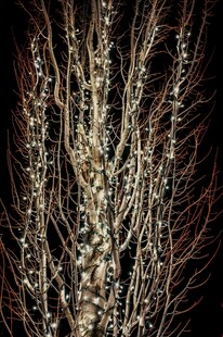 冬日银枝 尽显自然之美