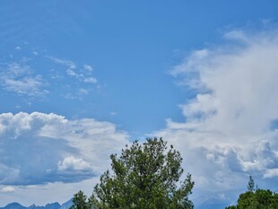 蓝天白云下的葱郁树木